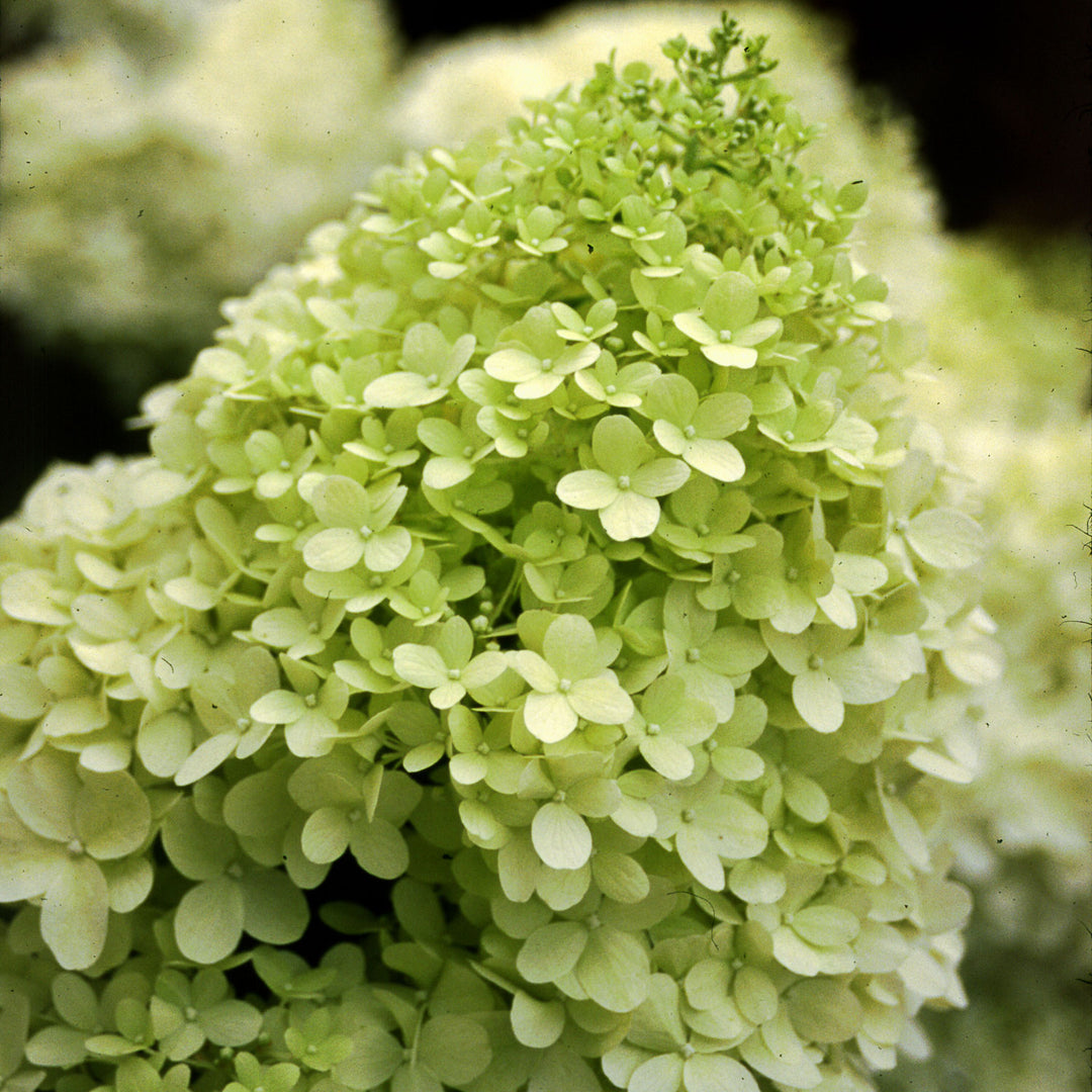 Hydrangea, Limelight Flowering Shrub, 3 Gallon Container