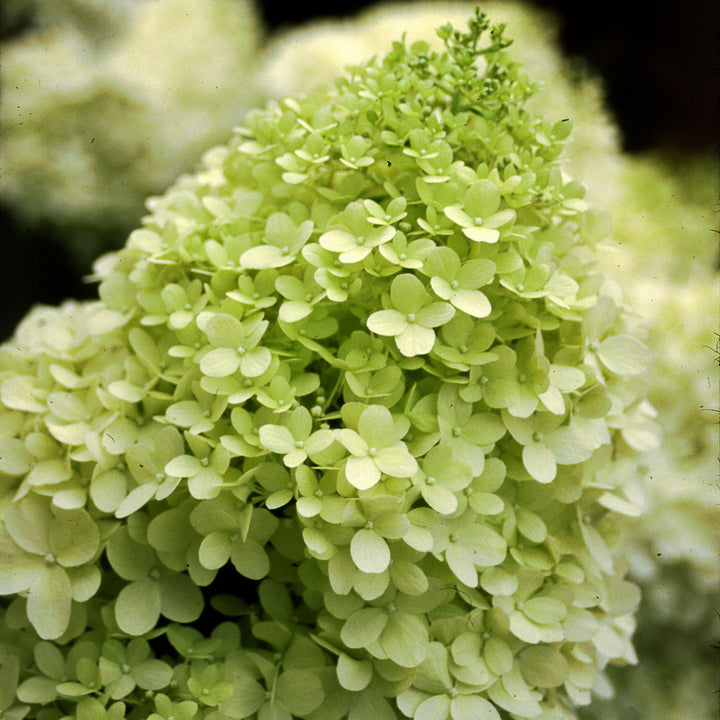 Hydrangea, Limelight Flowering Shrub, 3 Gallon Container