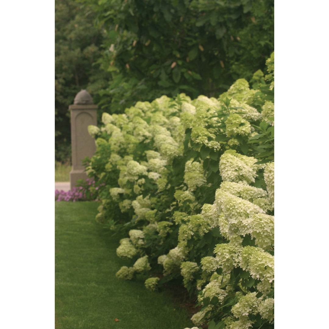 Hydrangea, Limelight Flowering Shrub, 3 Gallon Container