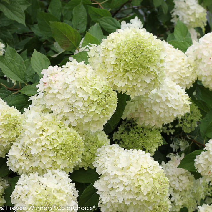 Hydrangea, Limelight Flowering Shrub, 3 Gallon Container