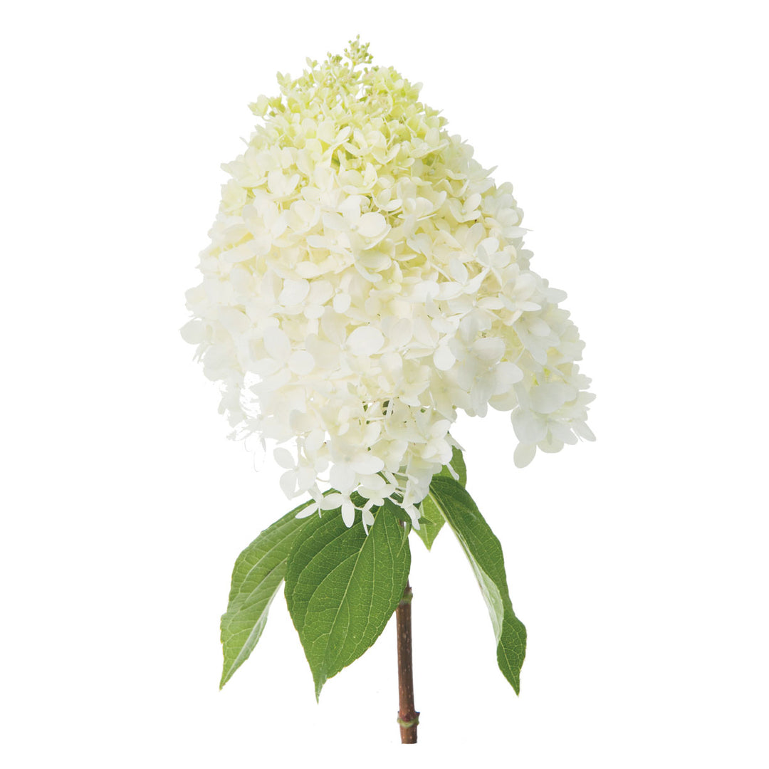 Hydrangea, Limelight Flowering Shrub, 3 Gallon Container