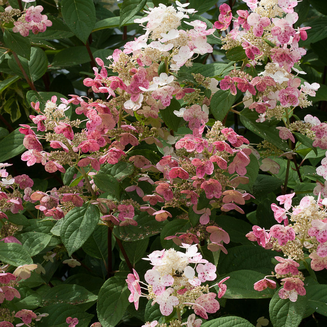 Hydrangea, Quick Fire Flowering Shrub, 5 Gallon Container