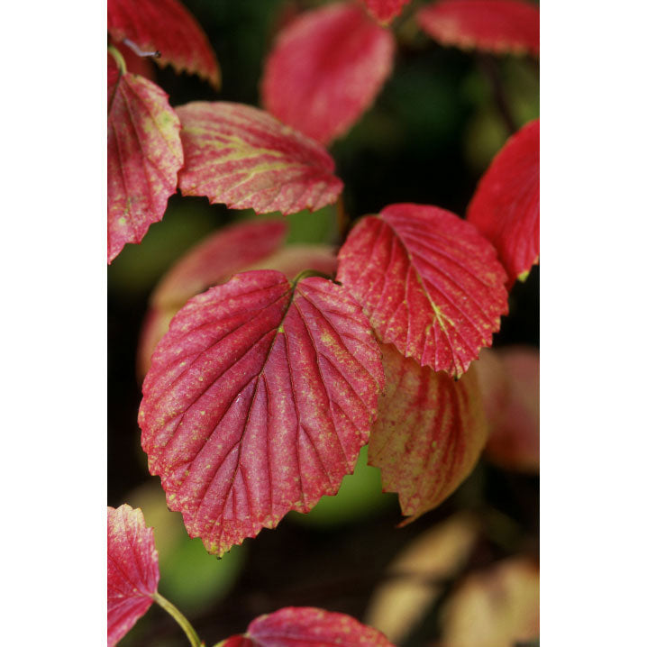 Viburnum, Chicago Lustre Flowering Shrub, 5 Gallon Container