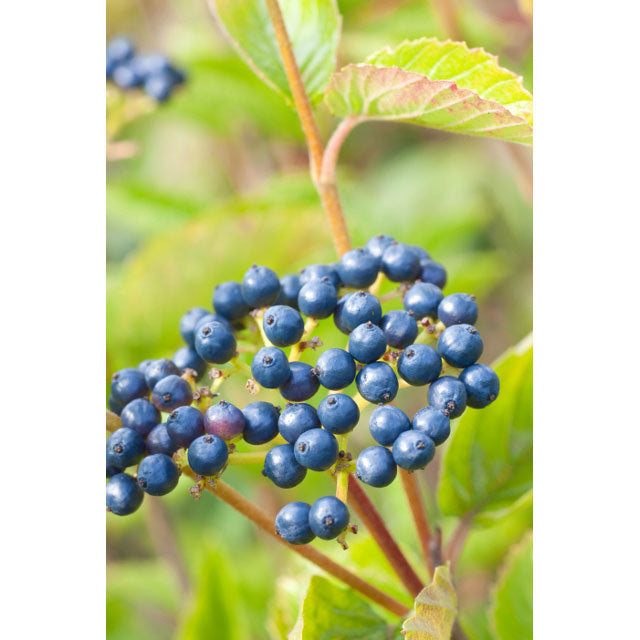 Viburnum, Chicago Lustre Flowering Shrub, 5 Gallon Container