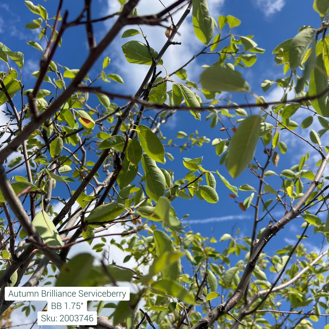 Autumn Brilliance Serviceberry Tree, B&B 1.75" Caliper