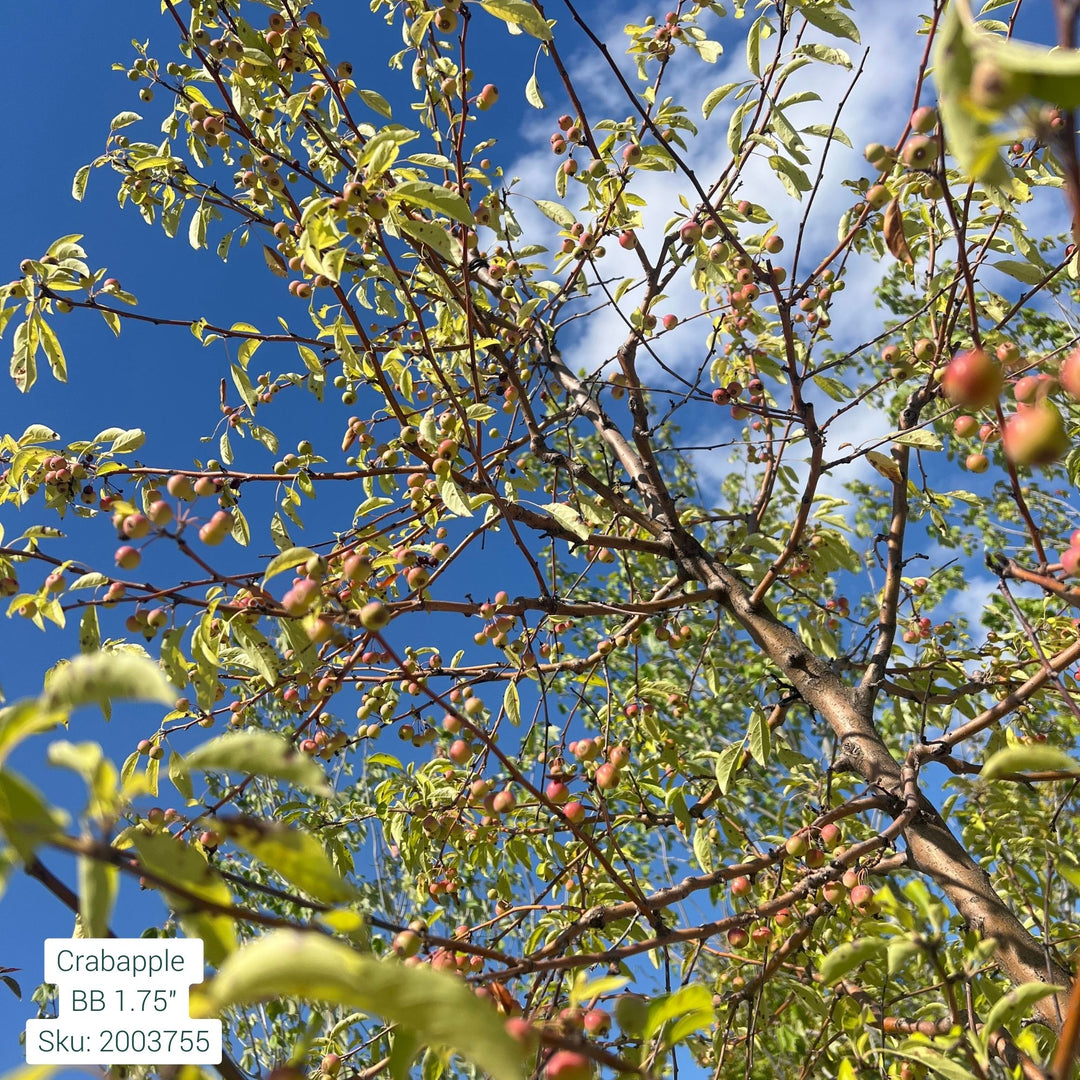 Crabapple Tree, B&B 1.75"