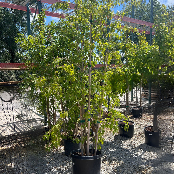 Flame Amur Maple, 15 Gal.