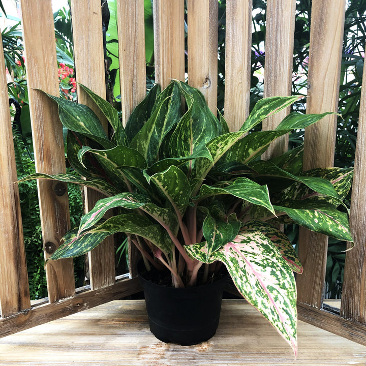 Tropical Houseplant (Varieties Vary), 6 in. Pot