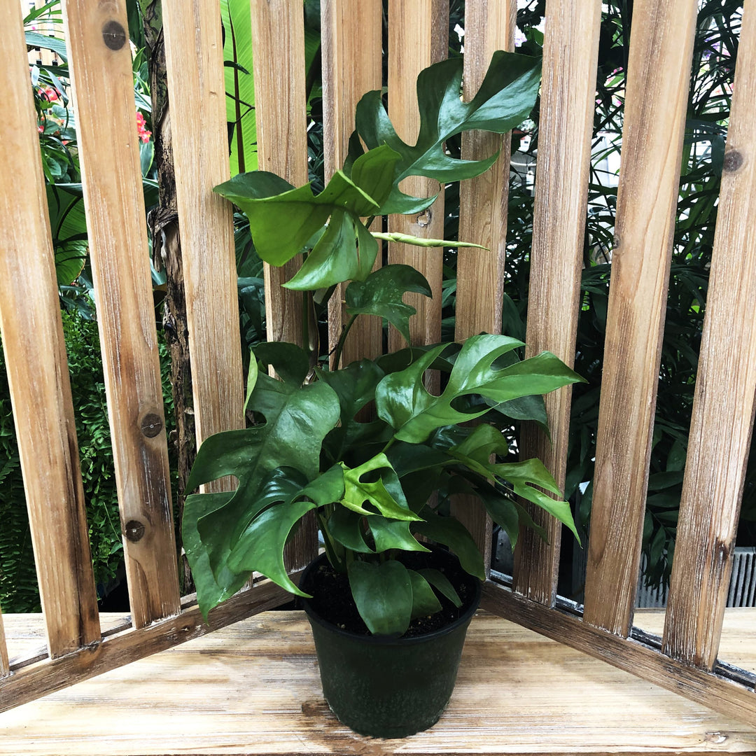 Tropical Houseplant (Varieties Vary), 6 in. Pot