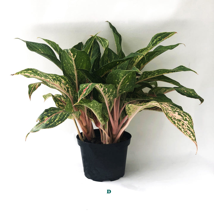 Tropical Houseplant (Varieties Vary), 6 in. Pot