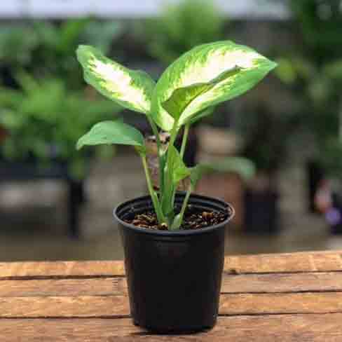 Diffenbachia, Live Plant 3.5 in. Pot