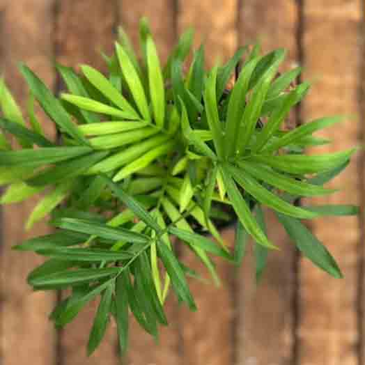 Neanthe Bella Palm, Live Plant 3.5 in. Pot