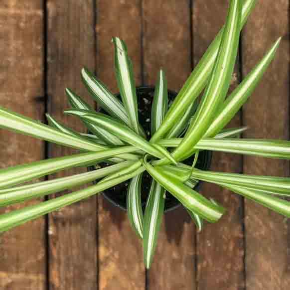 Spider Plant, Live Plant 3.5 in. Pot