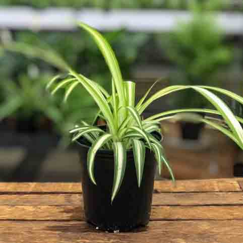 Spider Plant, Live Plant 3.5 in. Pot