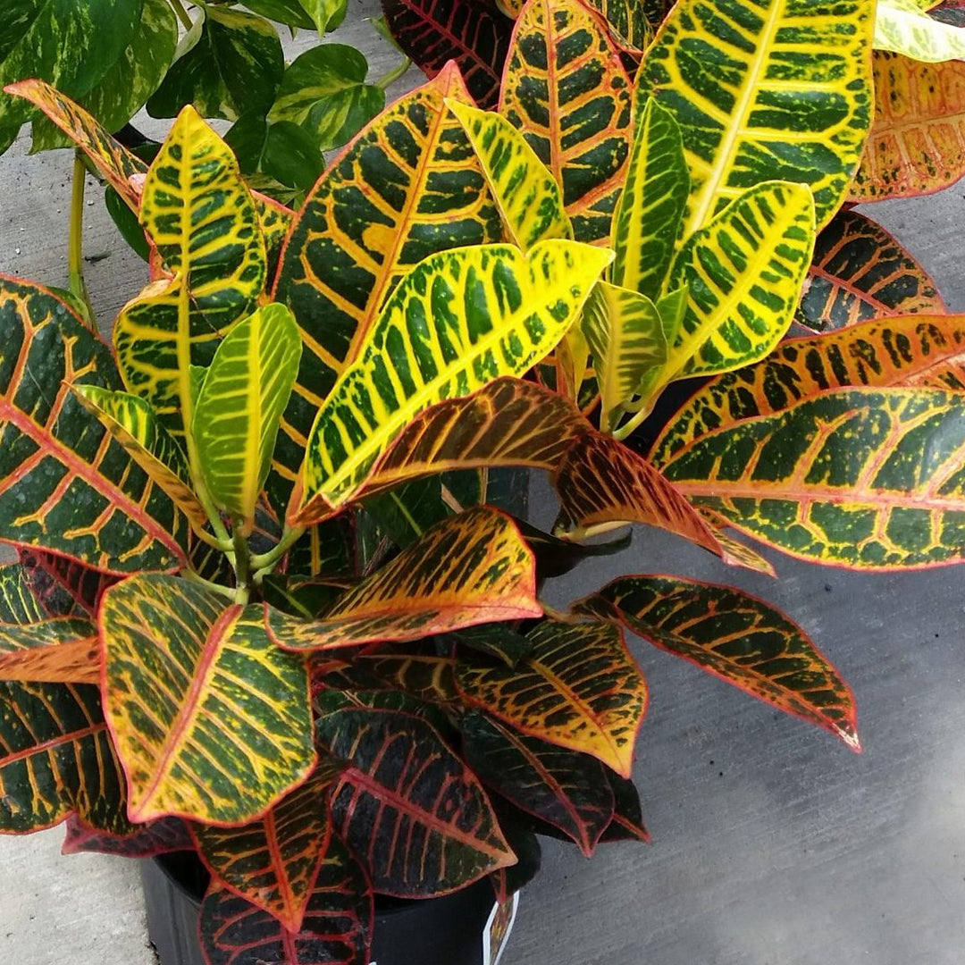 Croton Petra