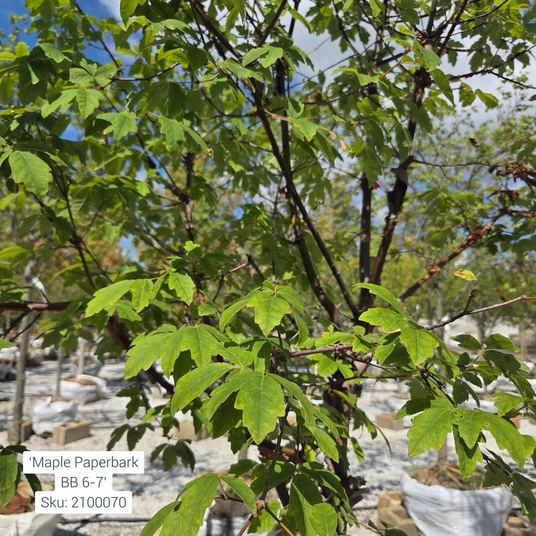 Clump Maple Paperbark Tree, 6ft