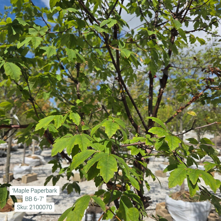 Clump Maple Paperbark Tree, 6ft