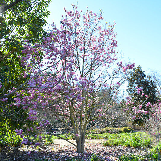 Magnolia Tree, Jane, B&B, 7 ft. Multi-Stem