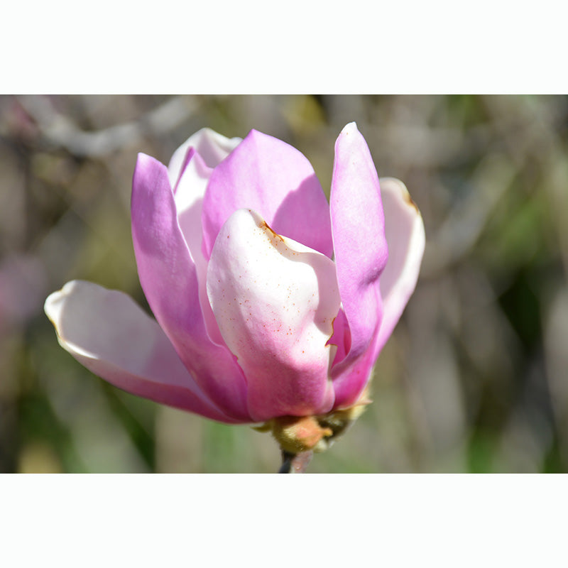 Magnolia Tree, Jane, B&B, 7 ft. Multi-Stem