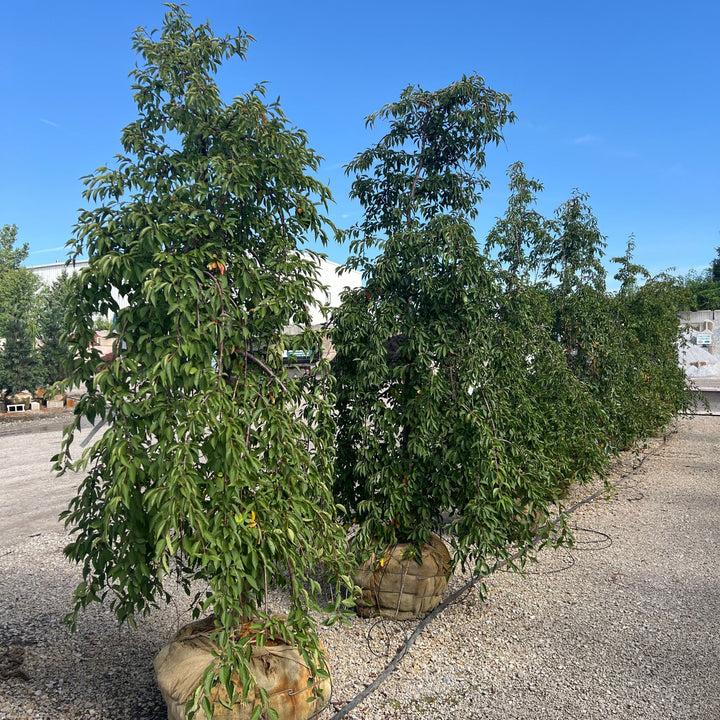 Snofozam Weeping Cherry Tree, B&B 2" Caliper