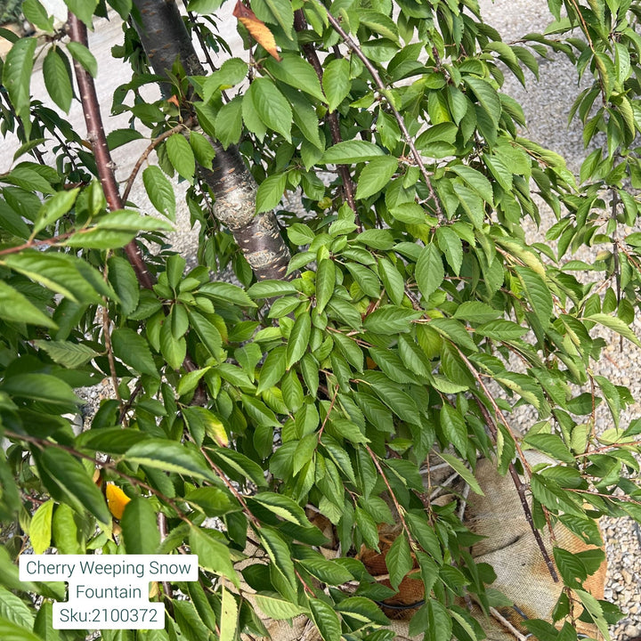 Snofozam Weeping Cherry Tree, B&B 2" Caliper