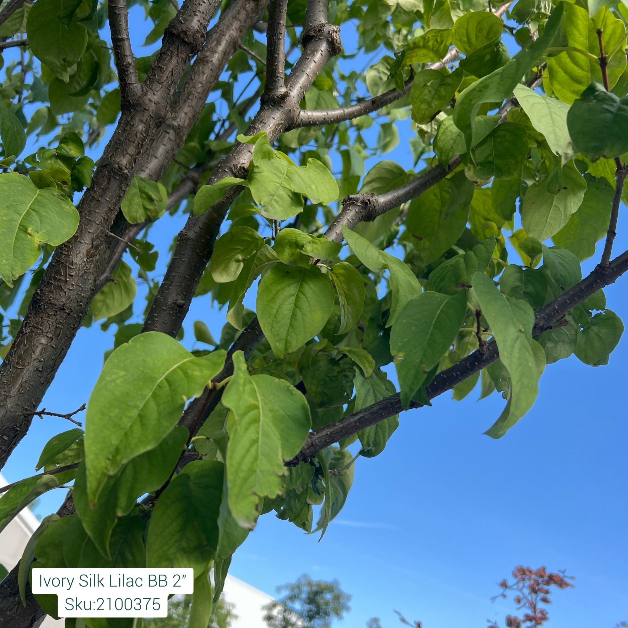 Lilac Tree, Ivory Silk Japanese, B&B, 2
