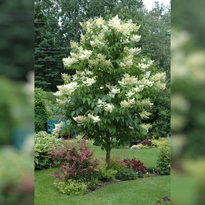 Lilac Tree, Ivory Silk Japanese, B&B, 1.75" Caliper