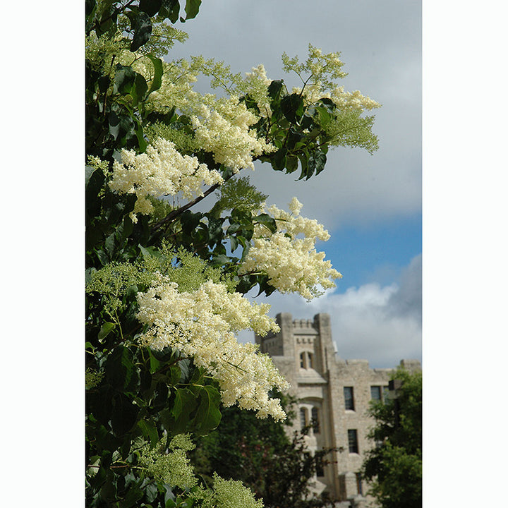 Lilac Tree, Ivory Silk Japanese, B&B, 1.75" Caliper