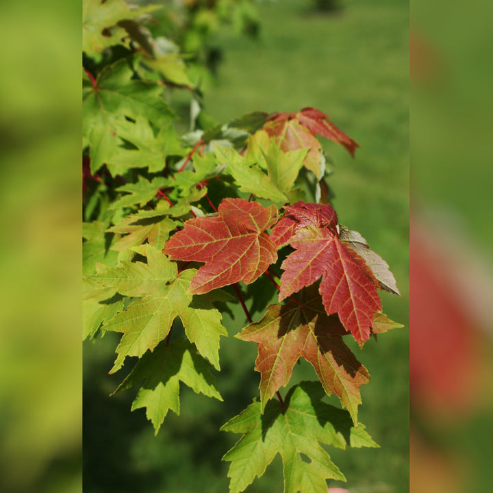 Maple Tree, Red Point, B&B, 2" Caliper