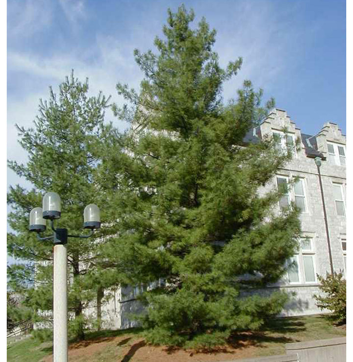 Eastern White Pine, B&B 7'