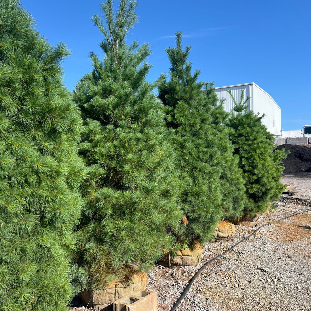 Eastern White Pine, B&B 7'
