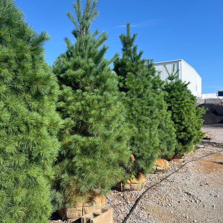 Eastern White Pine, B&B 7'