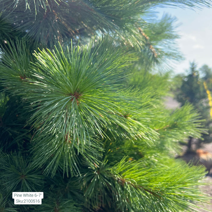 Eastern White Pine, B&B 7'