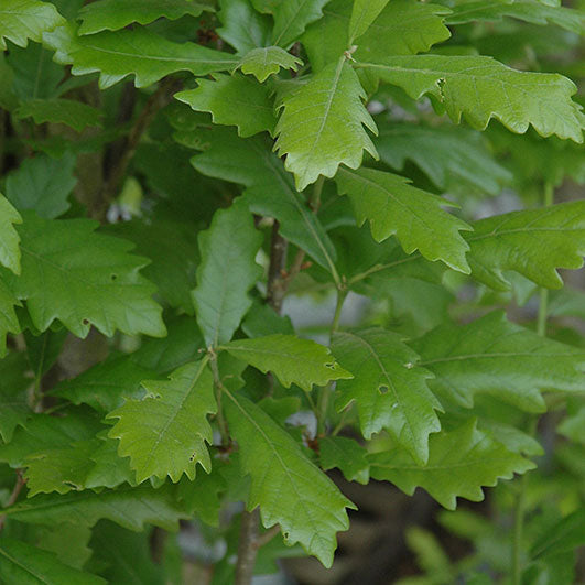 English Oak Tree, Regal Prince, B&B, 2" Caliper