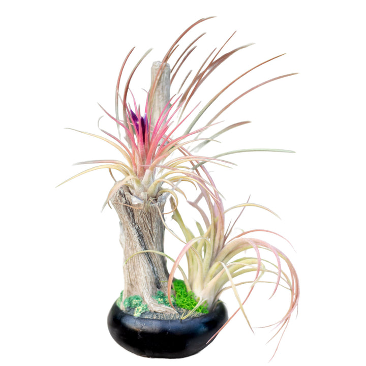 Small Resin Tree w/ Airplants