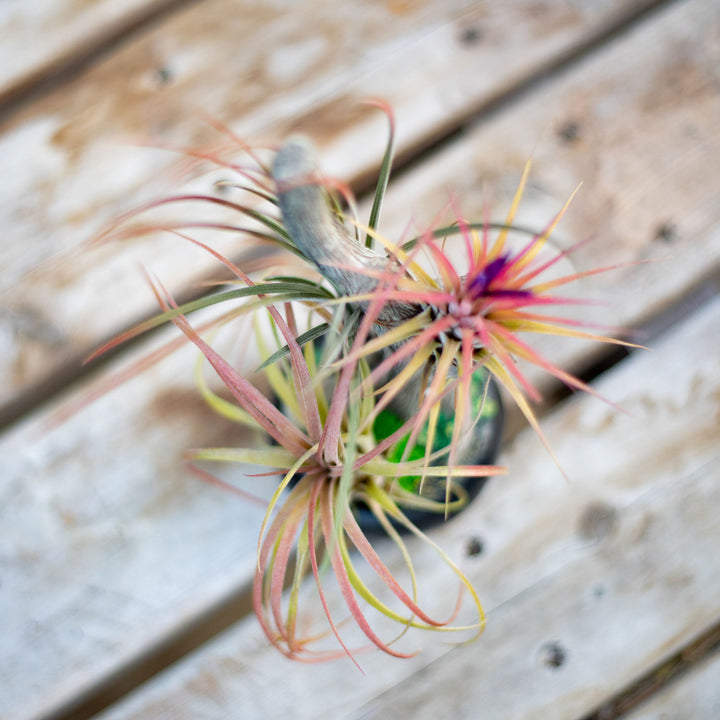 Small Resin Tree w/ Airplants