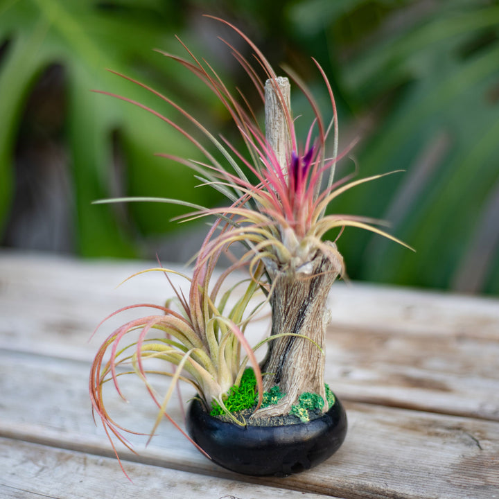 Small Resin Tree w/ Airplants