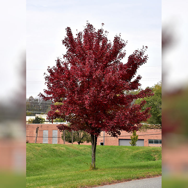 Maple Tree, Brandywine, B&B, 3" Caliper