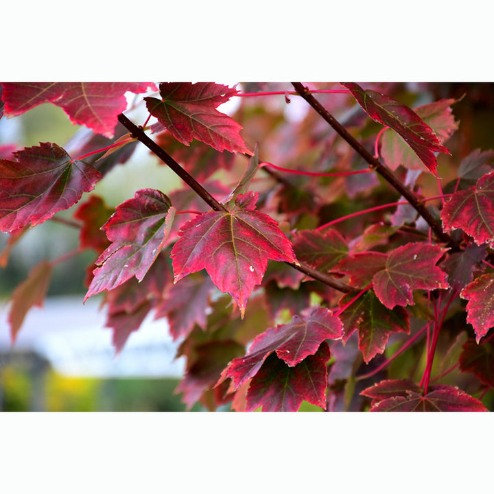 Maple Tree, Brandywine, B&B, 3" Caliper