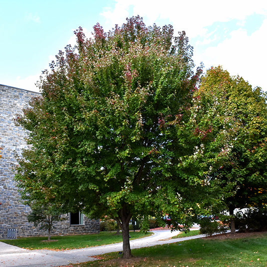 Maple Tree, Brandywine, B&B, 3" Caliper