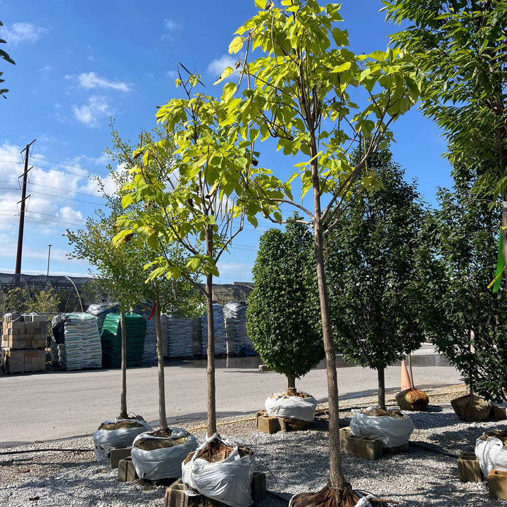 Northern Catalpa Tree, B&B 2" Caliper