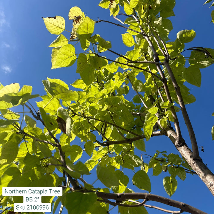 Northern Catalpa Tree, B&B 2" Caliper