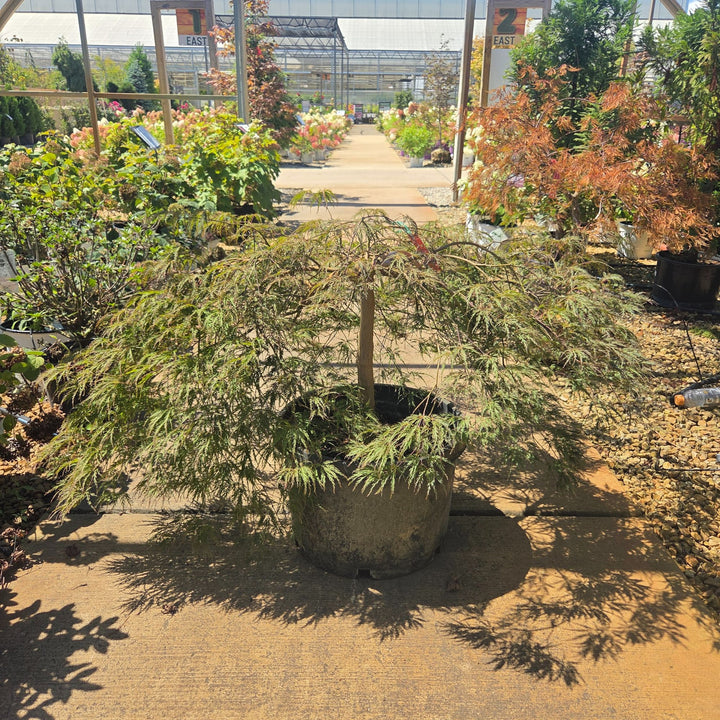 Inaba Shidare Japanese Maple Tree, 10 Gal.