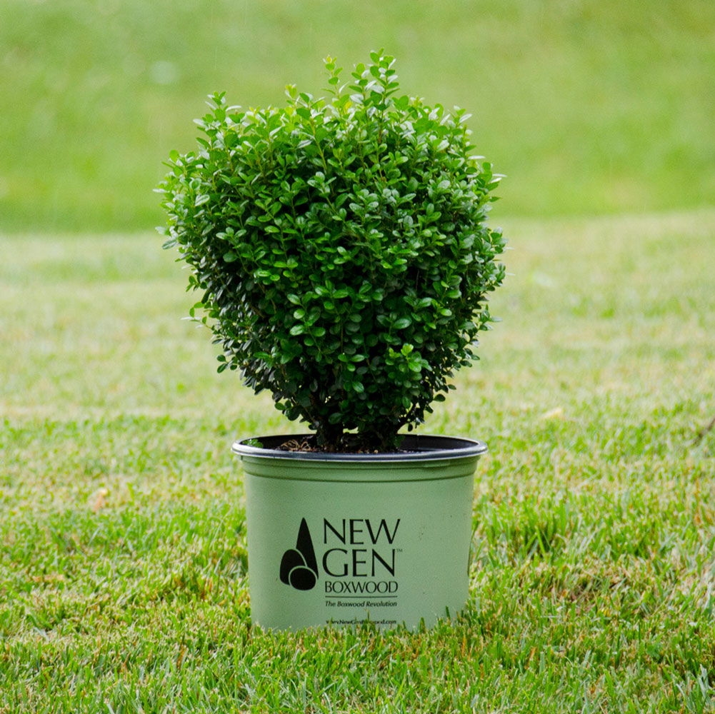 NewGen, Boxwood, Freedom, 2 gal.