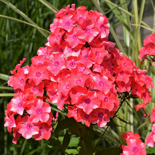 Garden Phlox, Coral Flame Live Starter Perennial Plant, Quart-Size Pot