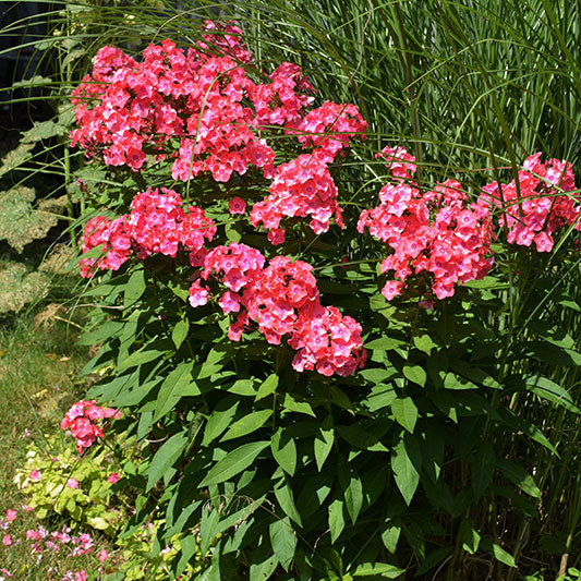 Garden Phlox, Coral Flame Live Starter Perennial Plant, Quart-Size Pot