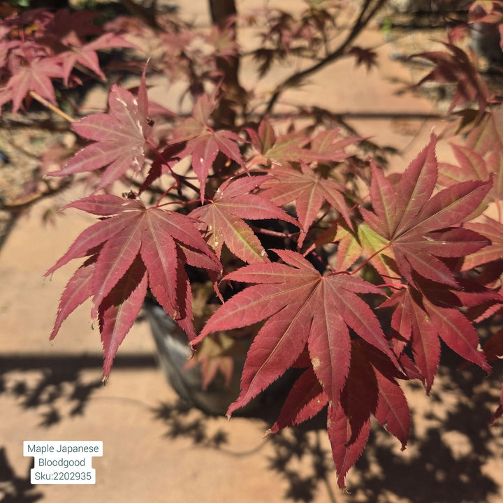 Japanese Bloodgood Maple Tree, 6 Gal.