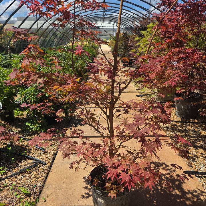 Japanese Bloodgood Maple Tree, 6 Gal.