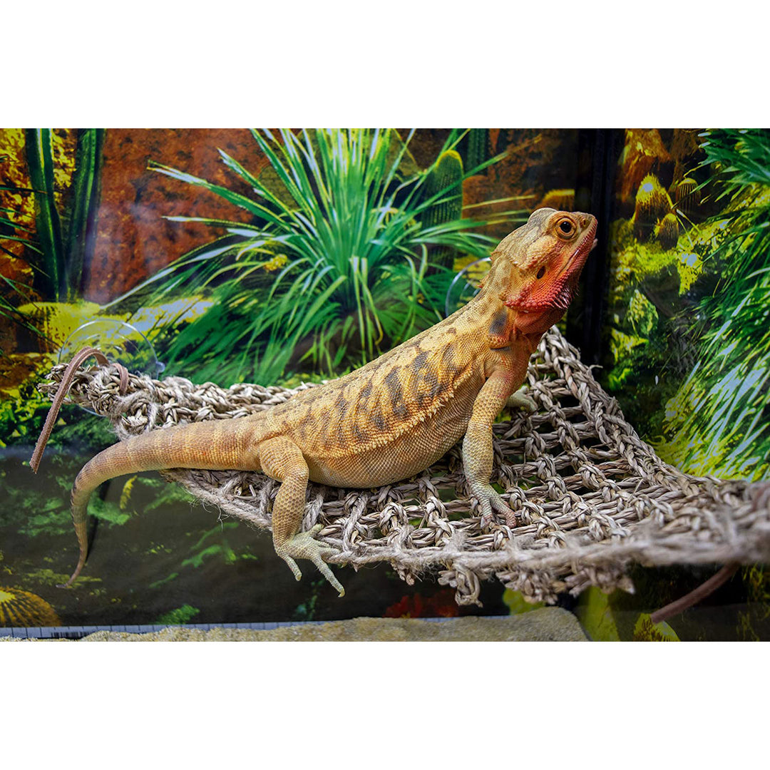 Penn-Plax Reptology Lizard Lounger