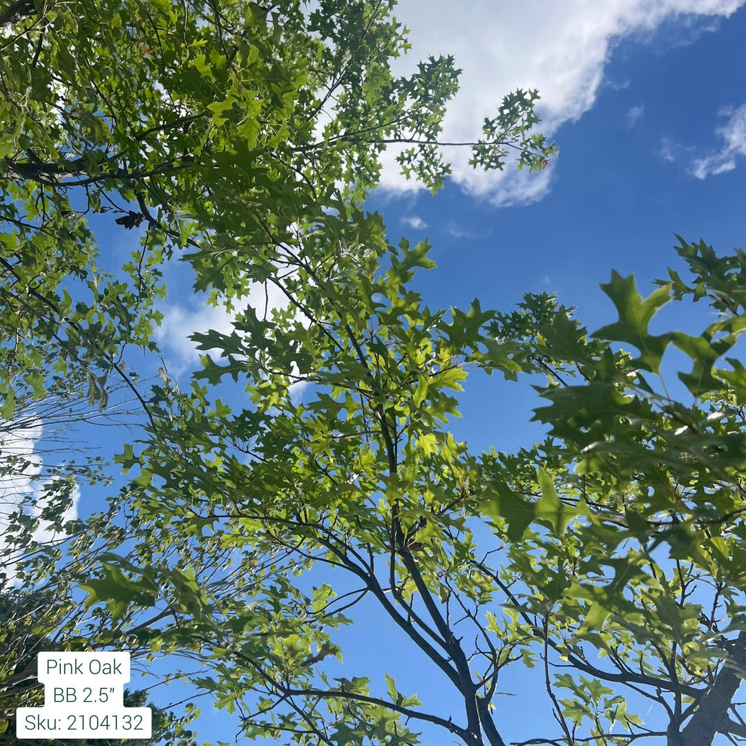 Northern Pine Oak Tree, B&B 2.5" Caliper
